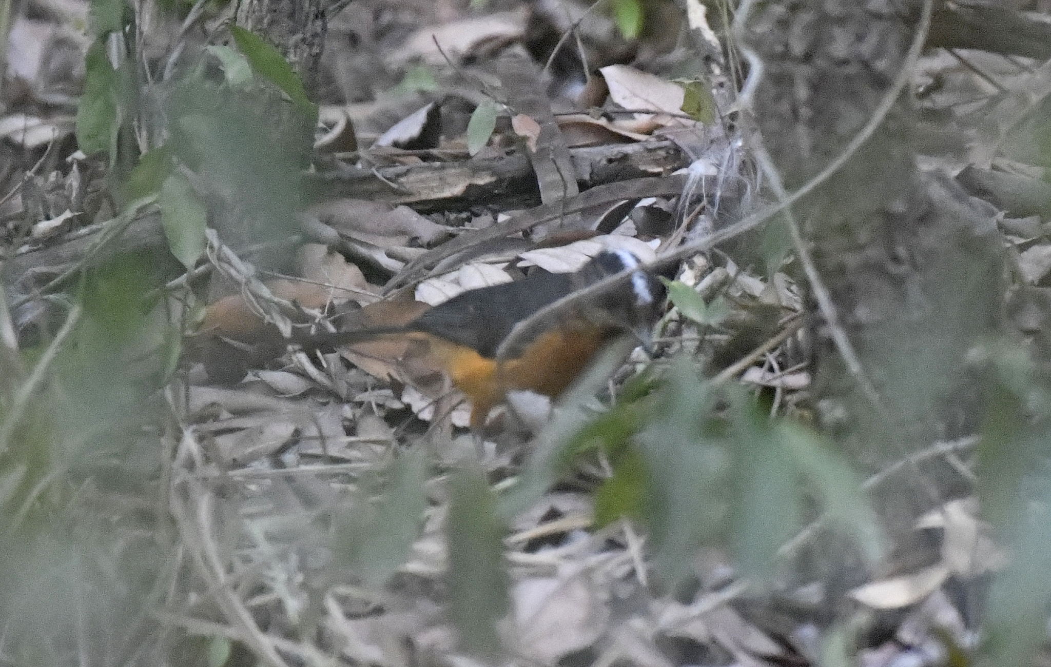 Snowy-crowned Robin-Chat (Cossypha niveicapilla), photo 8