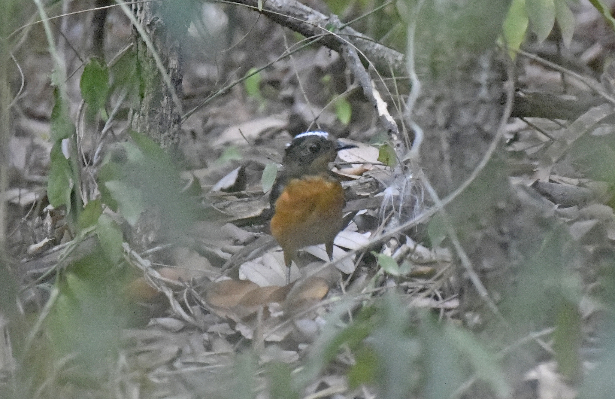 Snowy-crowned Robin-Chat (Cossypha niveicapilla), photo 9