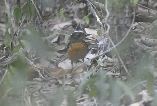 Snowy-crowned Robin-Chat (Cossypha niveicapilla), photo 10