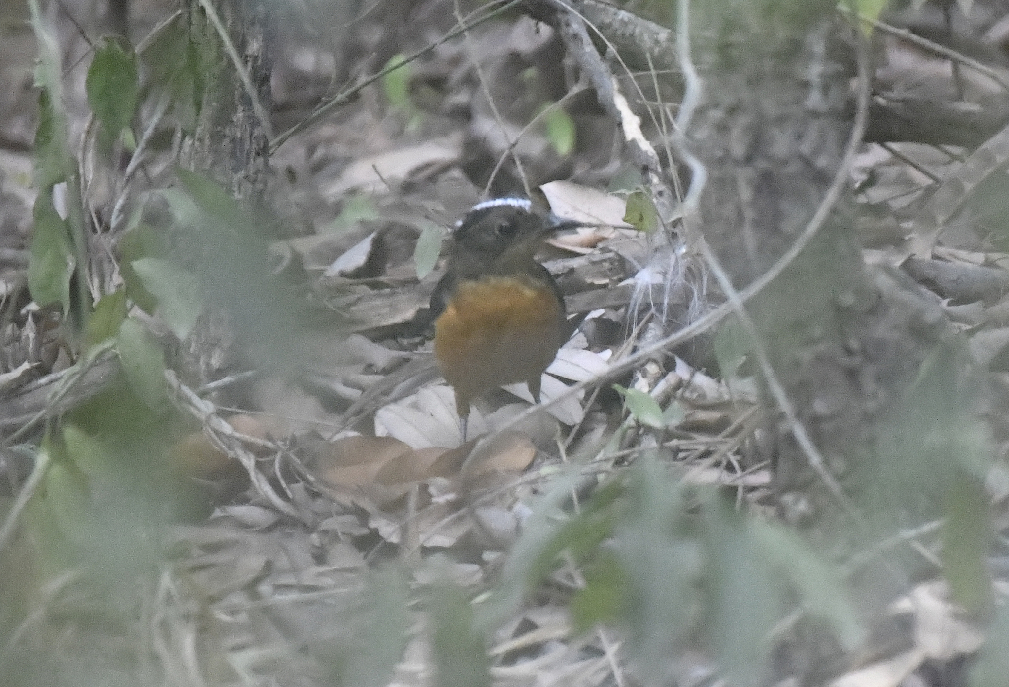 Snowy-crowned Robin-Chat (Cossypha niveicapilla), photo 10