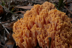Ramaria anziana