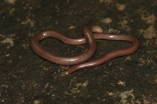 Dominican Worm Snake