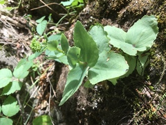 Hylotelephium caucasicum