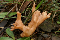 Ramaria capitata ochraceosalmonicolor