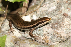 Dominica Skink photo 1