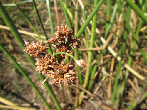 Mat Clubrush (Schoenoplectiella corymbosa)