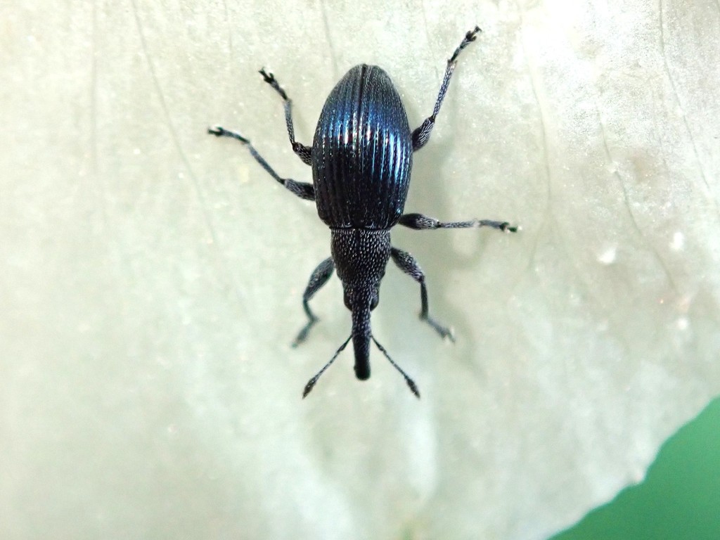 Aspidapion validum