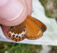 Coenonympha gardetta darwiniana