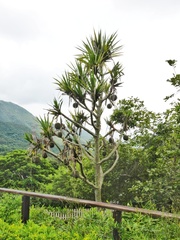 Pandanus utilis