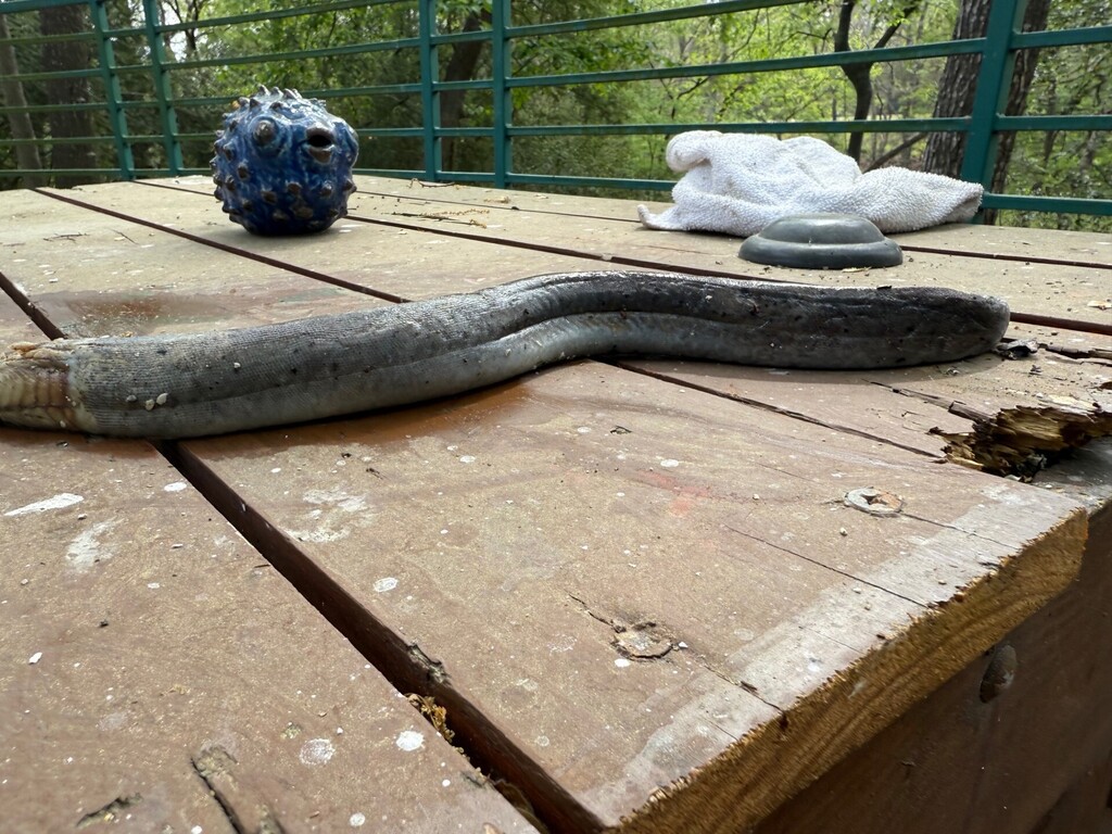 jowled swamp eels