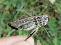 Platycleis grisea