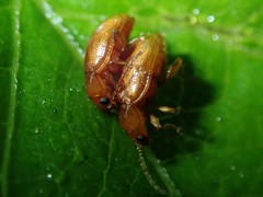 Neocrepidodera ferruginea