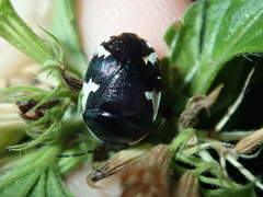 Tritomegas sexmaculatus