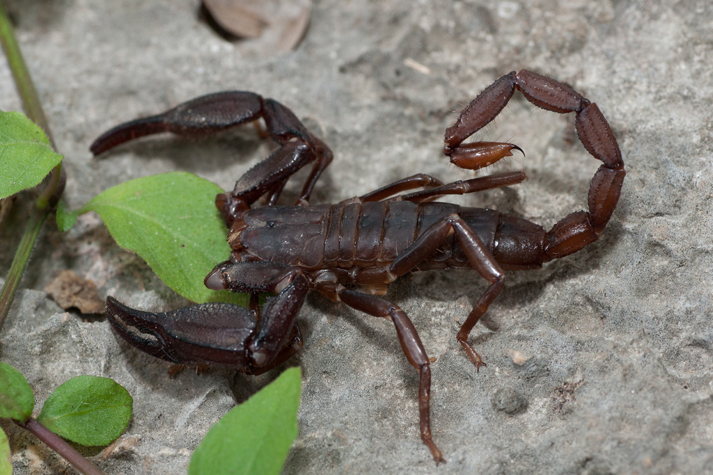 Spinysting Scorpions