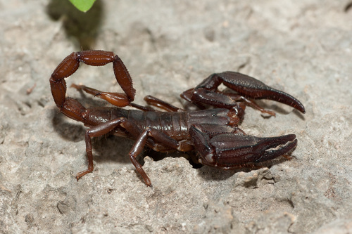 Diplocentrus taibeli