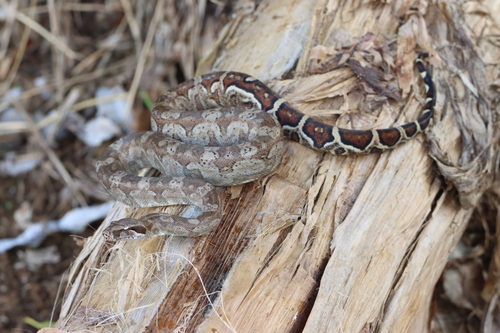 Photo of a Dominica Boa (Boa nebulosa)