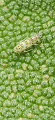 Eupteryx melissae