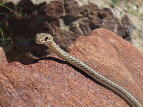 Western Sand Snake