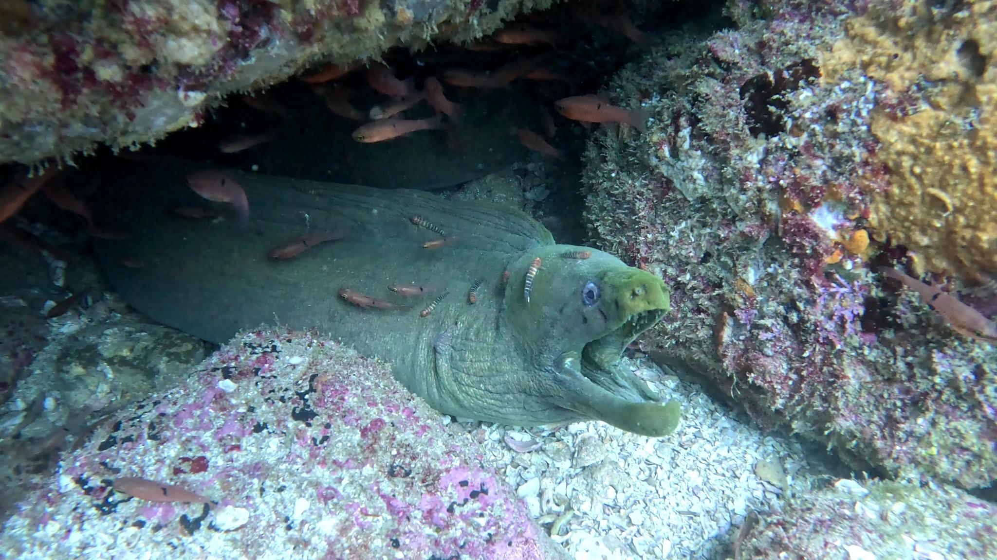 Widebanded Cleaning Goby photo 3