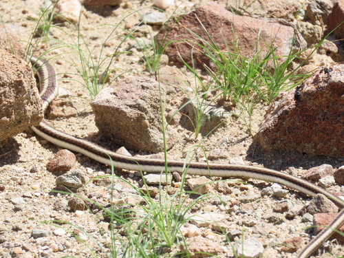Western Sand Snake