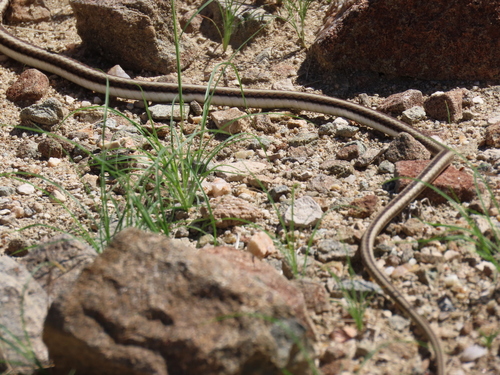 Western Sand Snake