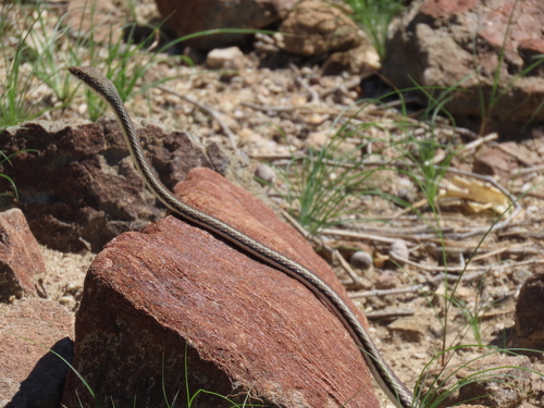 Western Sand Snake