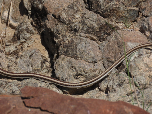 Western Sand Snake