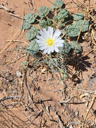 Image of Calycoseris wrightii by no rights reserved