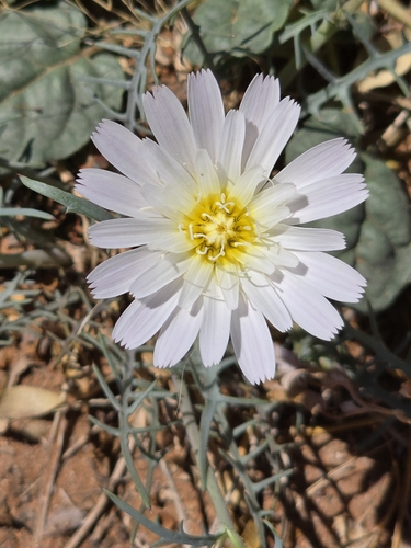 Image of Calycoseris wrightii by no rights reserved