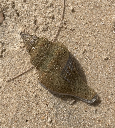 Pugilina morio observed 2025-02-24