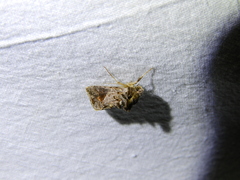 Ctenoplusia accentifera