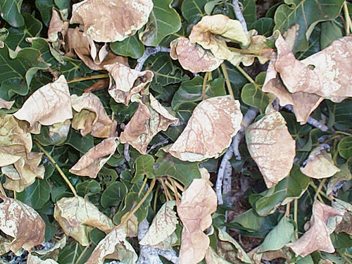 Ficus abutilifolia image