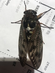 Graptopsaltria nigrofuscata