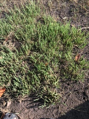 Salicornia natalensis