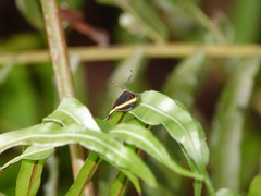 Pidorus