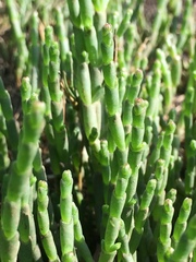 Salicornia natalensis