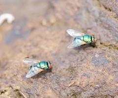 Neomyia lauta