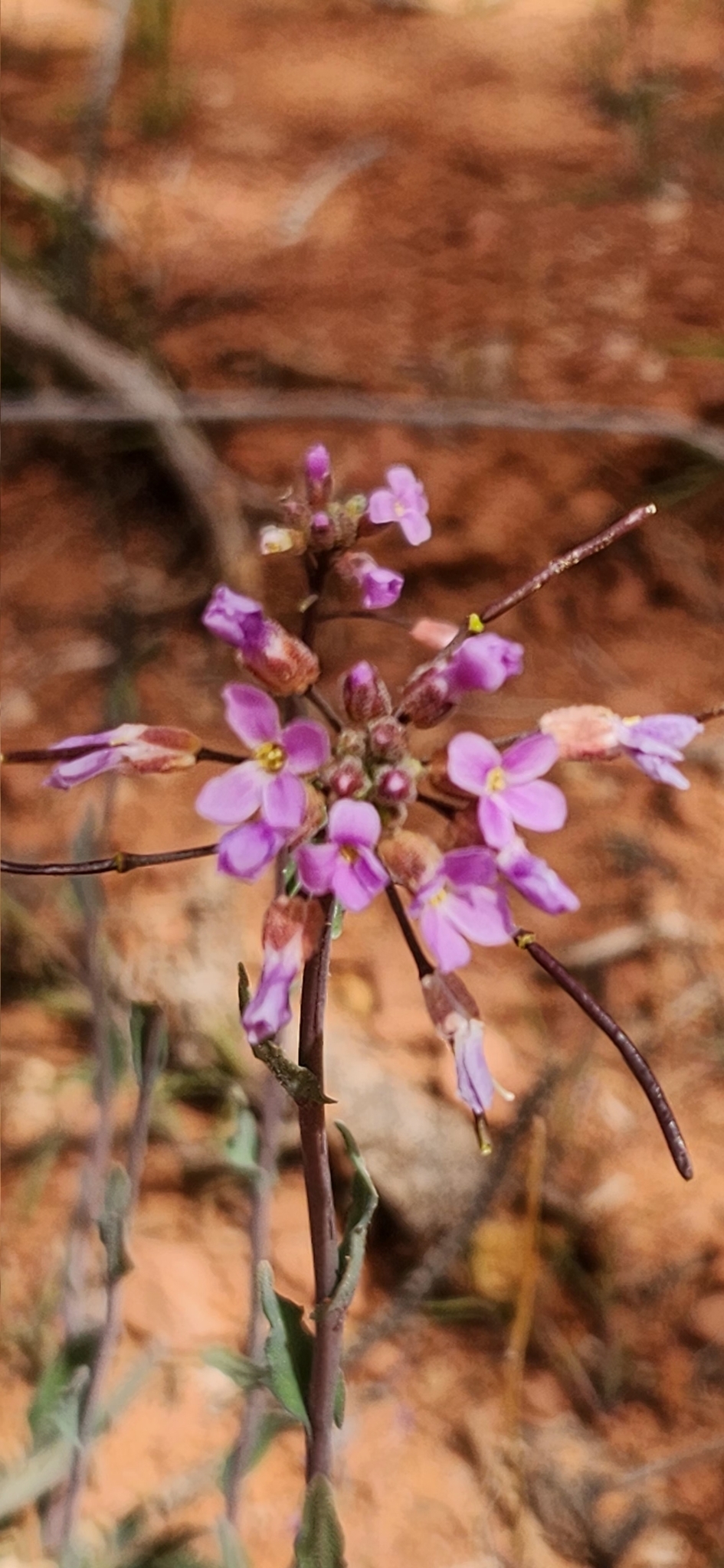 Boechera pallidifolia