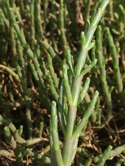 Salicornia natalensis