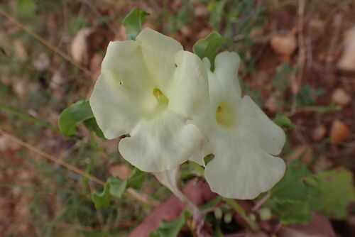 Image of Holubia saccata by no rights reserved