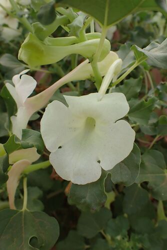 Sackflower (Holubia saccata)