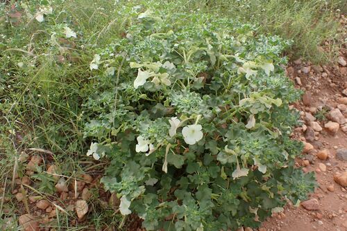 Image of Holubia saccata by no rights reserved