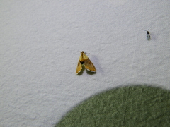 Agrotera nemoralis