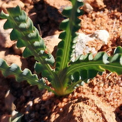Freesia viridis