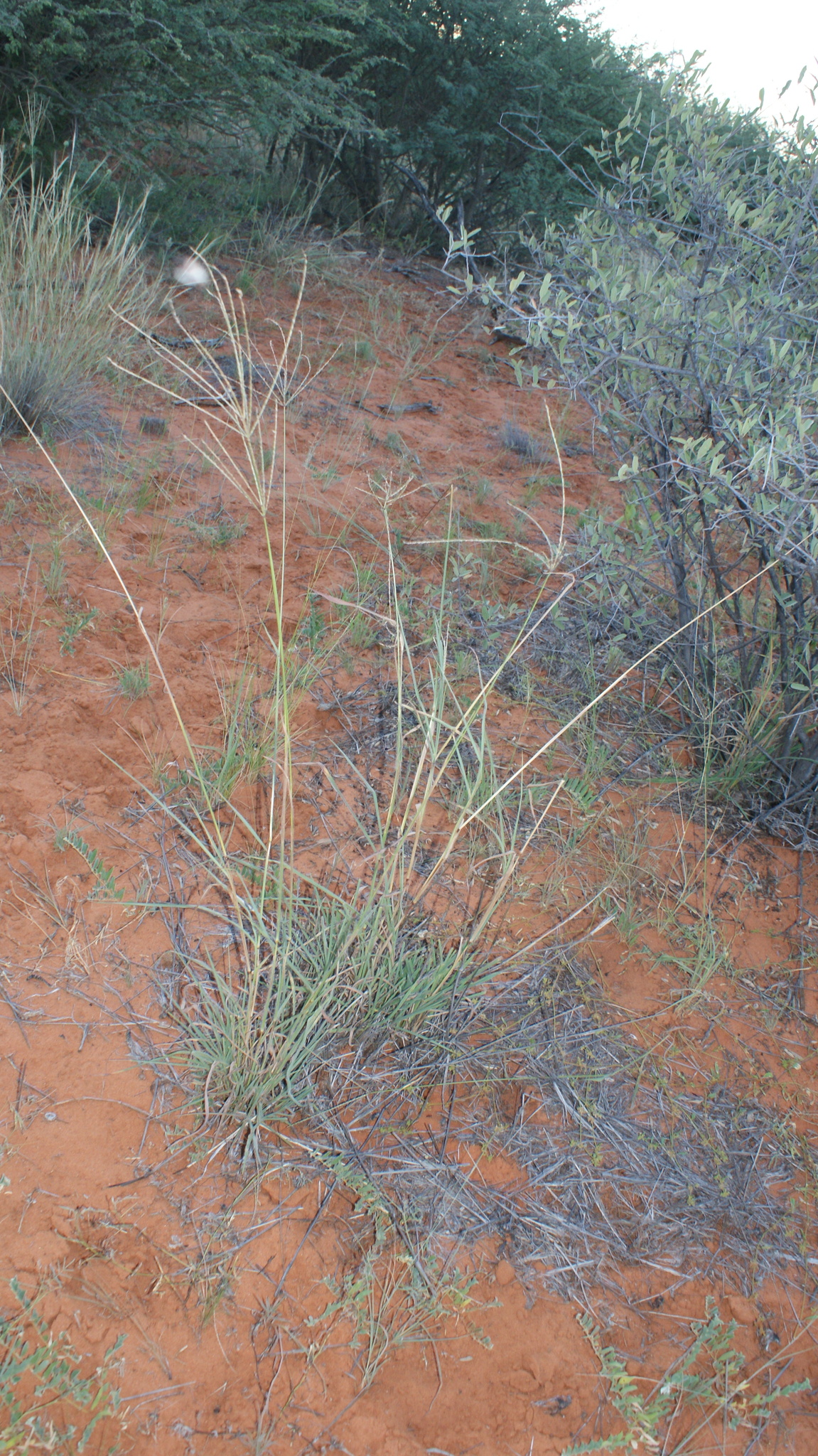 Digitaria seriata