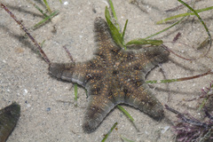 Goniodiscaster scaber