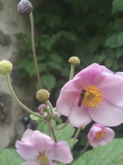 Platycheirus scutatus