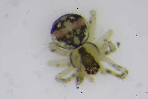 Common six-spotted cobweaver photo 5