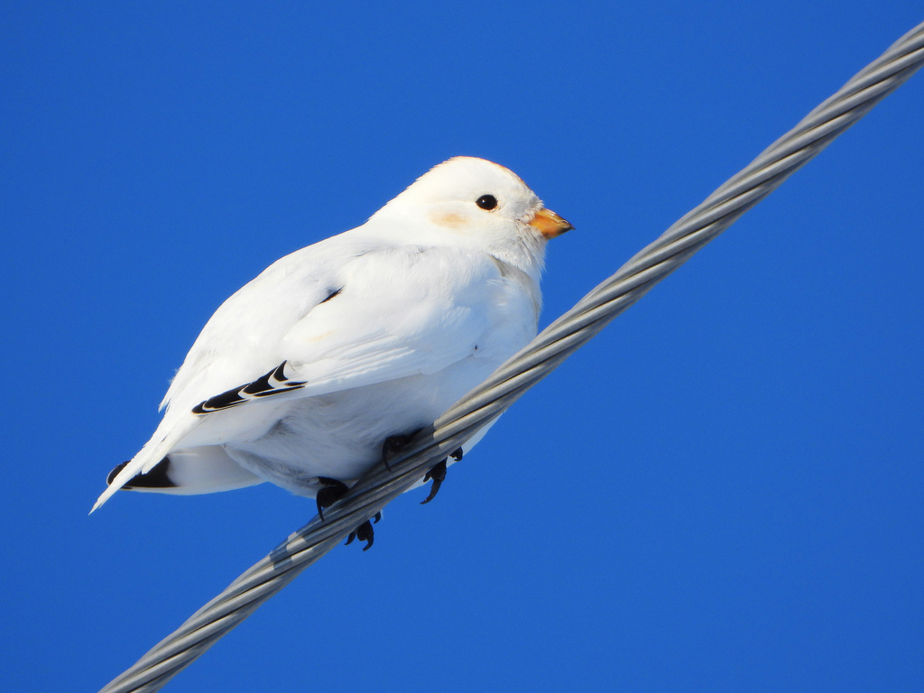 McKay's Bunting photo