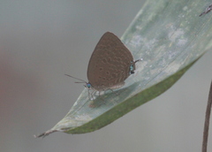 Arhopala lurida